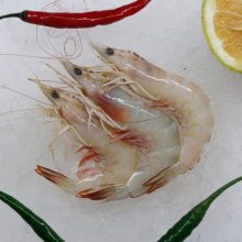 میگو متوسط