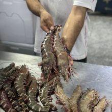 میگو جامبو